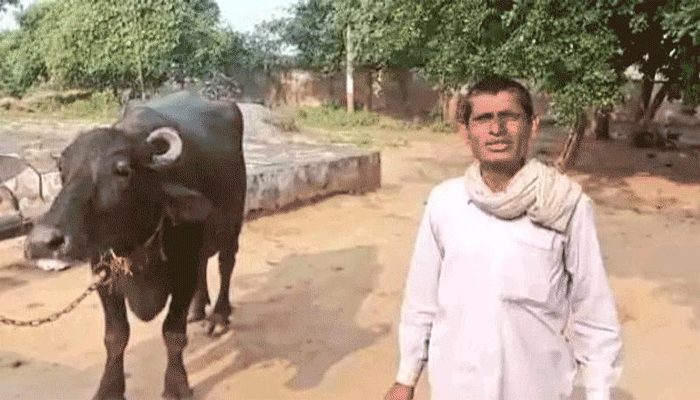 দুধ না দেওয়ায় মহিষ নিয়ে থানায় হাজির কৃষক