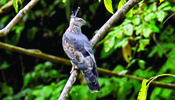 কাপ্তাইয়ের টিকি বাজ