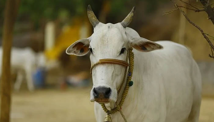 ভারতে গরুর জন্য চালু হচ্ছে অ্যাম্বুলেন্স সেবা