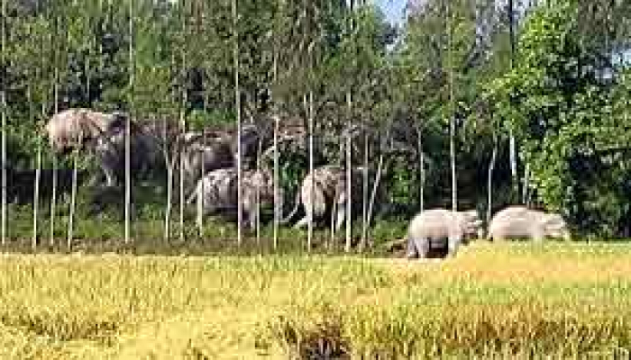 চট্টগ্রামের বোয়ালখালীতে হাতির বিরুদ্ধে জিডি