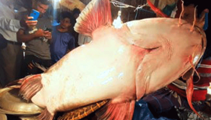 সিলেটের বাজারে ১শ’ কেজির বাঘাইড়