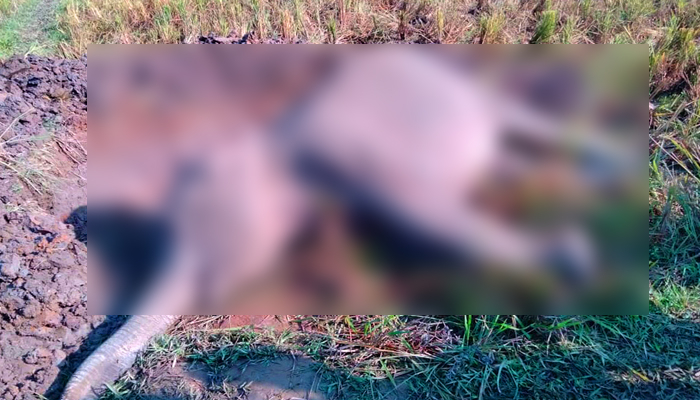 শেরপুর সীমান্তে আরও এক মৃত হাতি