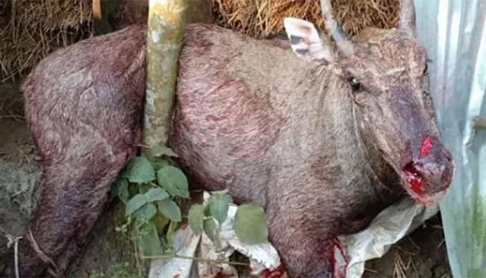 কাঁটাতারে জখম নীলগাইটিকে বাঁচানো গেল না