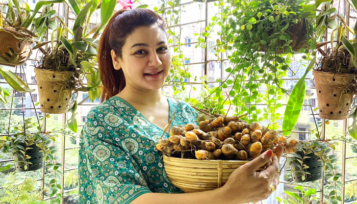 জয়ার ছাদবাগানে হলুদের বাম্পার ফলন