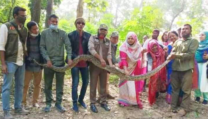 ১৫ ফুট দৈর্ঘ্যের অজগরটির ওজন ২২ কেজি