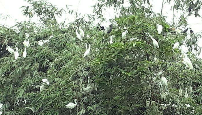 যেন সাদাকালো ফুল ফুটেছে গ্রামজুড়ে