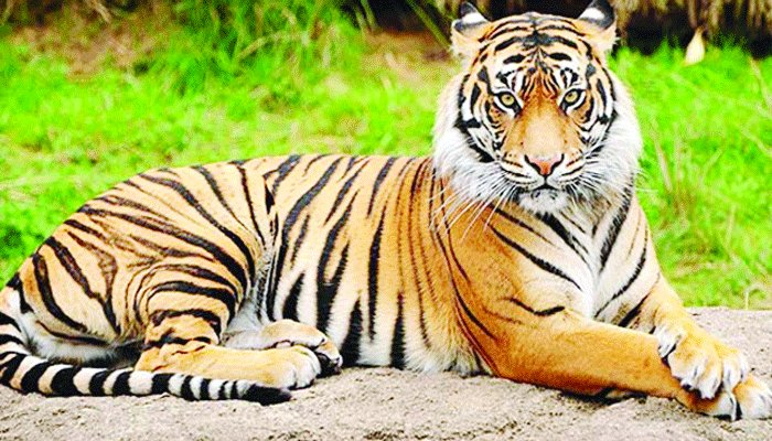 একটি বাঘও মারা গেছে বঙ্গবন্ধু সাফারি পার্কে