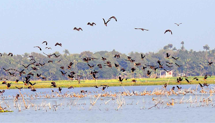 অতিথি পাখির কলরবে মুগ্ধ বাওড়বাসী