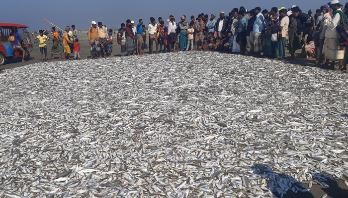 টেকনাফে এক জালে ধরা পড়ল ৩শ’ মণ মাছ