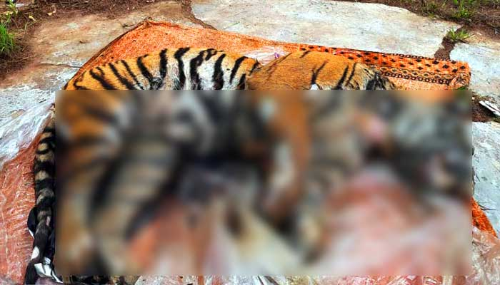 দুবলার চরে মিলল বাঘের মরদেহ