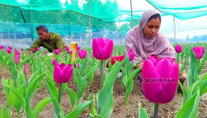 তেঁতুলিয়ায় চাষ হচ্ছে ভিনদেশি ফুল টিউলিপ
