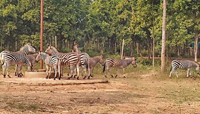 সাফারি পার্কে ১১ জেব্রা মারা যায়নি, হত্যা করা হয়েছে: এমপি সবুজ