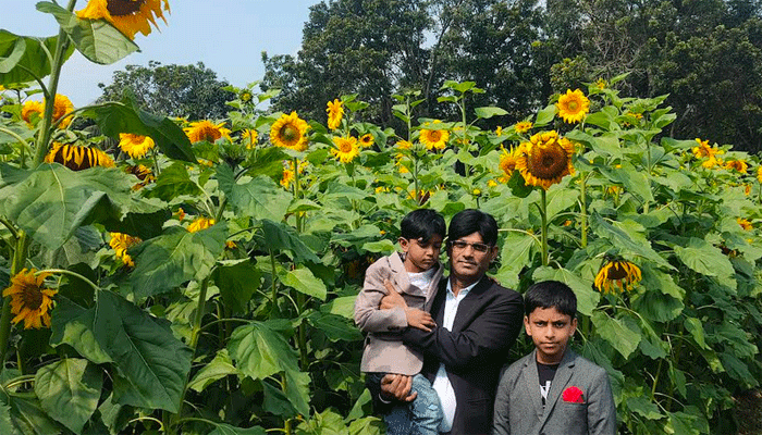ফরিদপুরে বাড়ছে সূর্যমুখী ফুলের চাষ, স্বাবলম্বী হচ্ছে চাষিরা ফরিদপুরে বাড়ছে সূর্যমুখী ফুলের চাষ, স্বাবলম্বী হচ্ছে চাষিরা