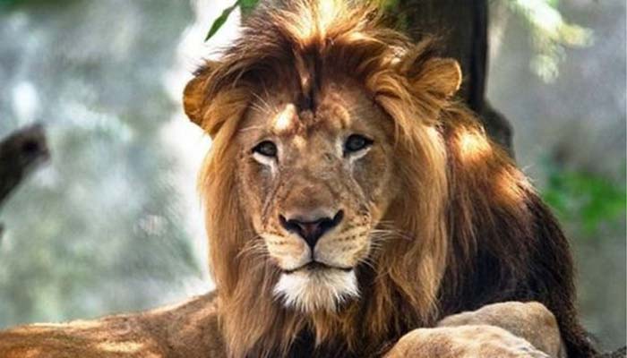 বঙ্গবন্ধু সাফারি পার্কে এবার সিংহ অসুস্থ বঙ্গবন্ধু সাফারি পার্কে এবার সিংহ অসুস্থ