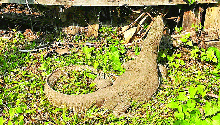 বিরল গুইসাপের প্রাণ বাঁচালেন যুবকরা