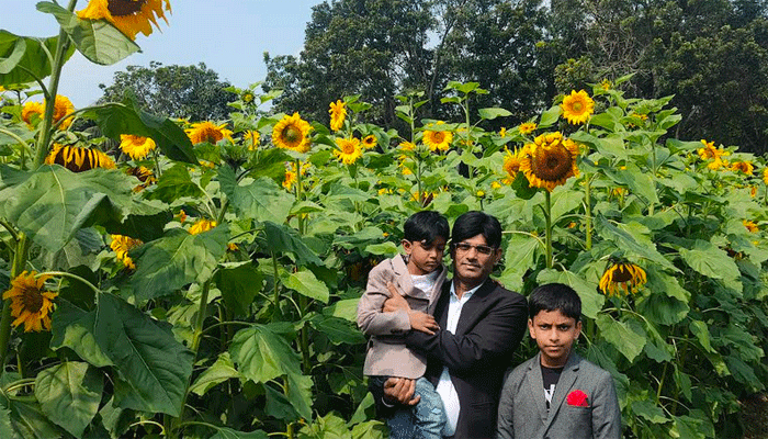 ফরিদপুরে বাড়ছে সূর্যমুখী ফুলের চাষ, স্বাবলম্বী হচ্ছে চাষিরা