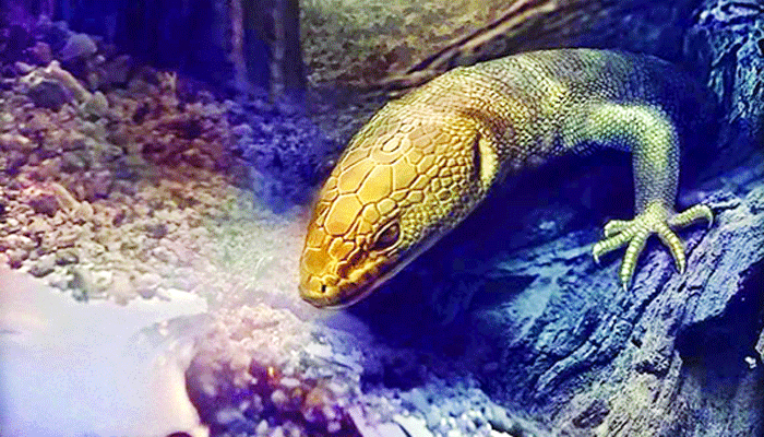 এগারো কোটি বছর আগের টিকটিকি