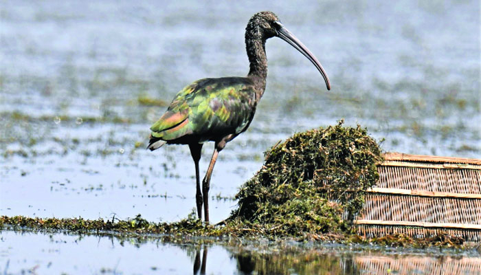 দুর্লভ কালো কাঁচিচোরা