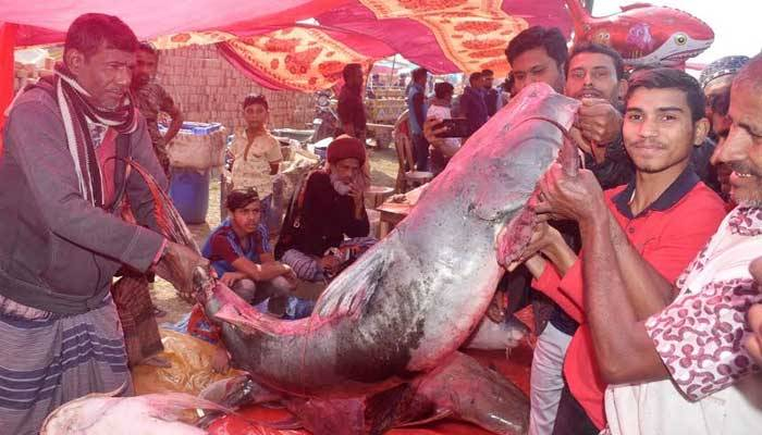 পোড়াদহ মেলায় এবার মিলবে না বাঘাইড়