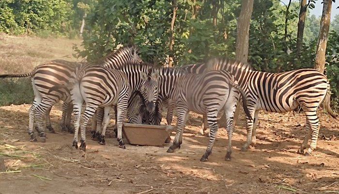 জেব্রা মৃত্যুর ঘটনায় দায়ীদের বিরুদ্ধে মামলা হচ্ছে