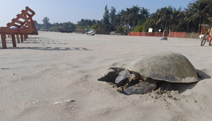 সেন্টমার্টিনে এক কাছিম ডিম দিল ১০৮টি