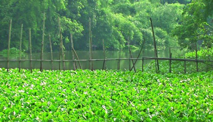 ডাকাতিয়া রক্ষায় ইজারা বন্ধ ডাকাতিয়া রক্ষায় ইজারা বন্ধ