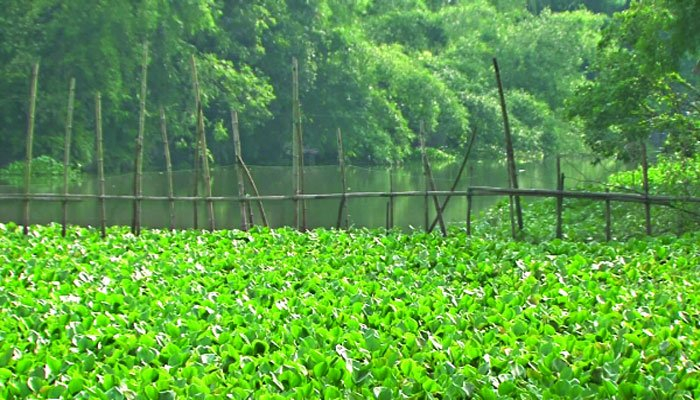 ডাকাতিয়া রক্ষায় ইজারা বন্ধ