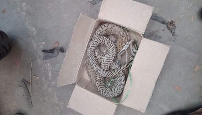 ফরিদপুরে ইউপি চেয়ারম্যানকে বাক্সবন্দি সাপ উপহার