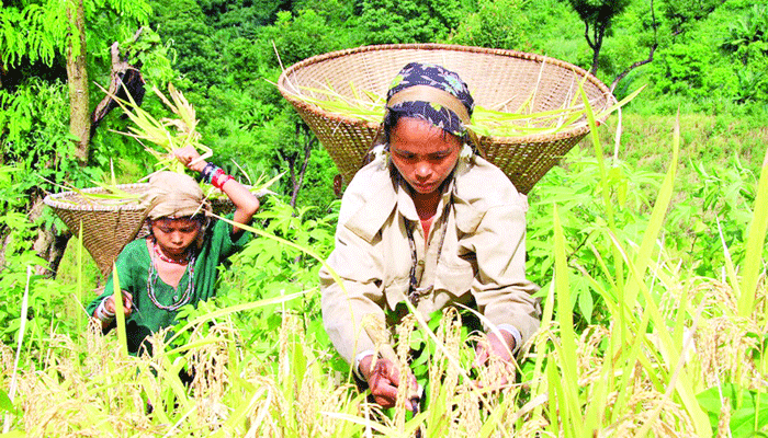 আদিবাসী নারীর লড়াই
