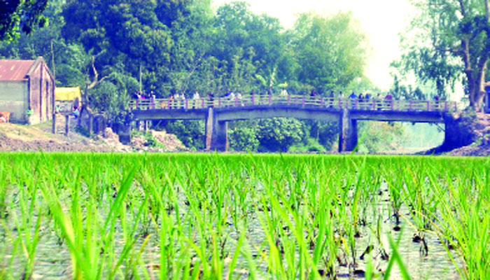 দখল দাপটে মৃতপ্রায় শালমারা
