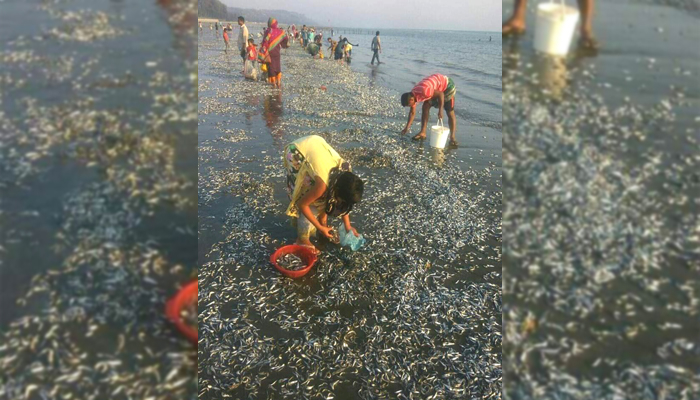 কক্সবাজার সৈকতে ভেসে এসেছে বিপুল পরিমাণ মরা মাছ