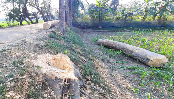 ইউপি সদস্যের বিরুদ্ধে সরকারি গাছ কাটার অভিযোগ