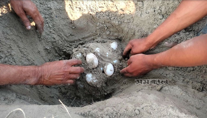চৌত্রিশটি ডিম দিলো বিলুপ্তপ্রায় বাটাগুরবাস্কা কচ্ছপ