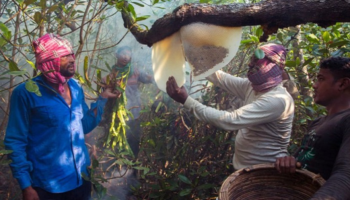 সুন্দরবনে বাঘের আক্রমণে মৌয়াল নিহত