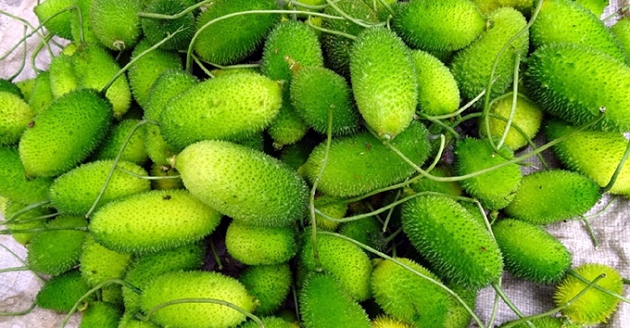 নিয়মিত কাঁকরোল খান নিয়মিত কাঁকরোল খান