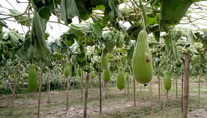 পূর্বশত্রুতার ‘বলি’ হলো ৪ বিঘা জমির লাউ পূর্বশত্রুতার ‘বলি’ হলো ৪ বিঘা জমির লাউ