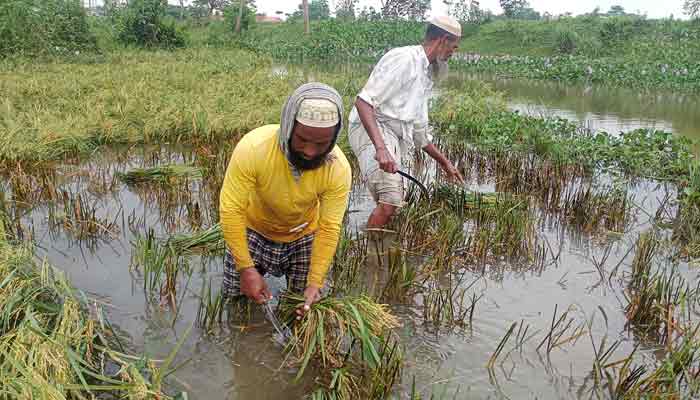 আকস্মিক বন্যায় ৫ হাজার হেক্টর জমির ফসল নষ্ট: পানিসম্পদ প্রতিমন্ত্রী আকস্মিক বন্যায় ৫ হাজার হেক্টর জমির ফসল নষ্ট: পানিসম্পদ প্রতিমন্ত্রী