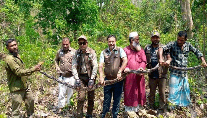 কাপ্তাই জাতীয় উদ্যানে ১৫ ফুটের অজগর অবমুক্ত