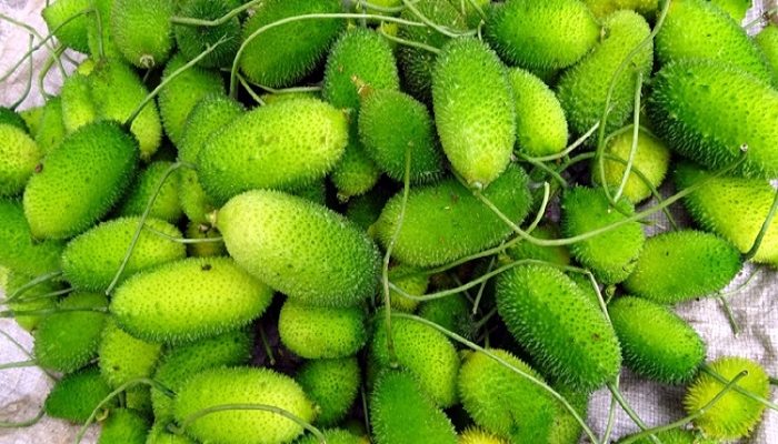 নিয়মিত কাঁকরোল খান
