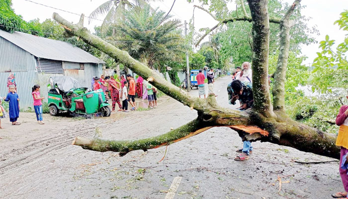 অটোরিকশায় উপড়ে পড়ল গাছ, নিহত 'শিশু মিয়া'