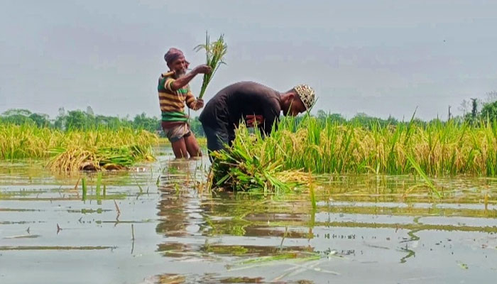 ডুবে যাওয়া ধান কাটছেন কৃষক