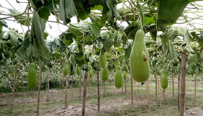 পূর্বশত্রুতার ‘বলি’ হলো ৪ বিঘা জমির লাউ