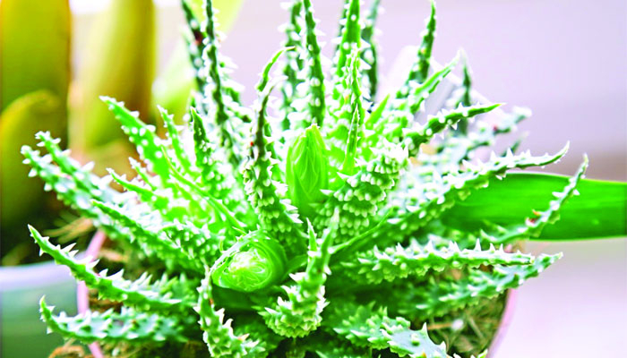 ১০ ডিগ্রি তাপমাত্রা কমাবে গাছ