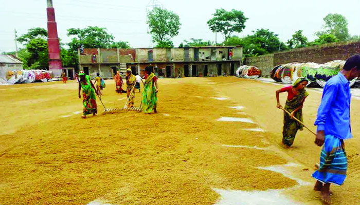 দাদন-ভাংতির বোঝা, তবু মন কান্দে