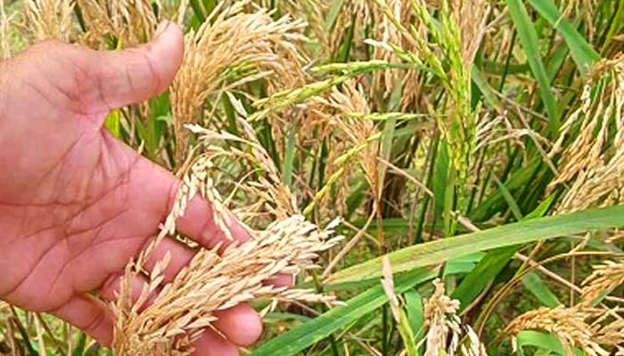 ব্লাস্টের আক্রমণে চিটা হচ্ছে বোরো