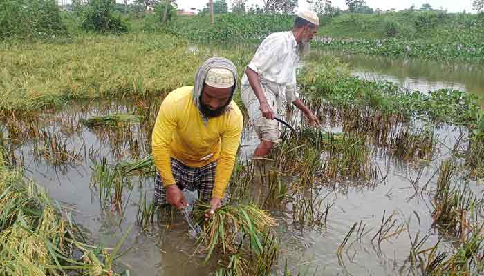 আকস্মিক বন্যায় ৫ হাজার হেক্টর জমির ফসল নষ্ট: পানিসম্পদ প্রতিমন্ত্রী