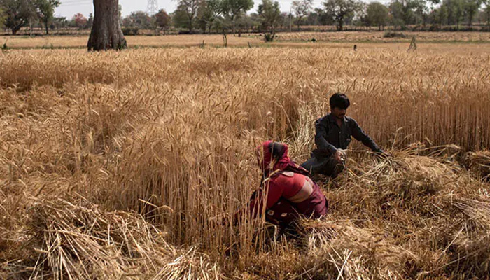 গম রপ্তানি বন্ধ করল ভারত