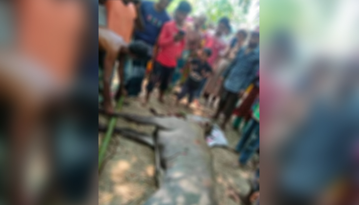 বিজিবি সদস্যের উপস্থিতিতে নীলগাই হত্যা করলেন গ্রামবাসী