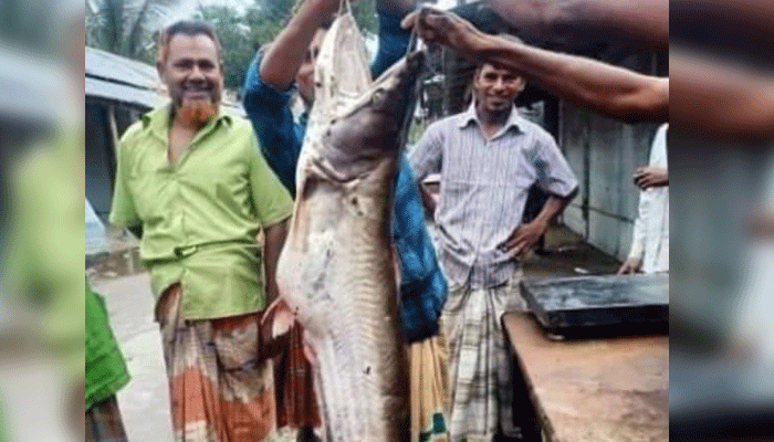 তিস্তা নদীতে ধরা পড়ল ১৭ কেজির বোয়াল মাছ
