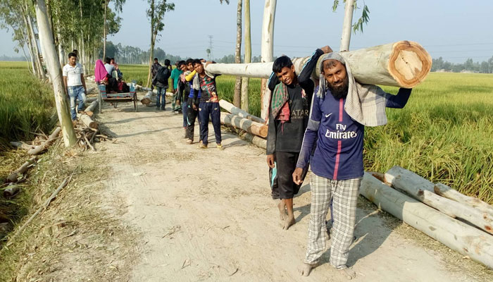 ১৭ হাজার গাছ কেটে সাবাড়
